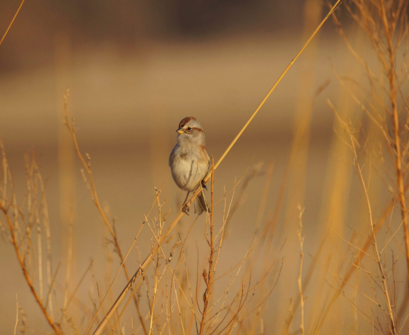 American Tree Sparrow in eastern Nebraska 13 Dec 2020 by Joel G. Jorgensen