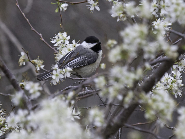 Black-capped Chickadee in Sarpy Co 29 Apr 2014 by Phil Swanson