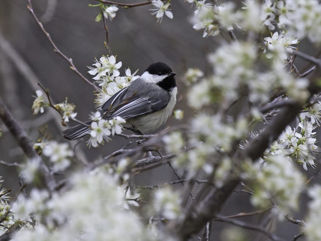 Black-capped Chickadee in Sarpy Co 29 Apr 2014 by Phil Swanson