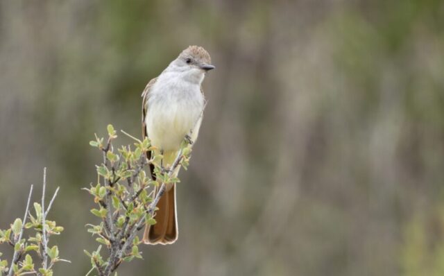 Ash-throated Flycatcher in Banner Co 14 Jun 2026 by Tobin Brown