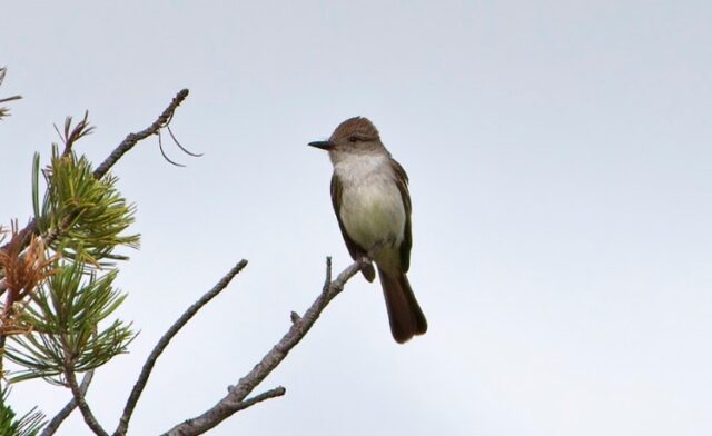 Ash-throated Flycatcher in Kimball Co 27 Jun 2021 by Mary Clausen