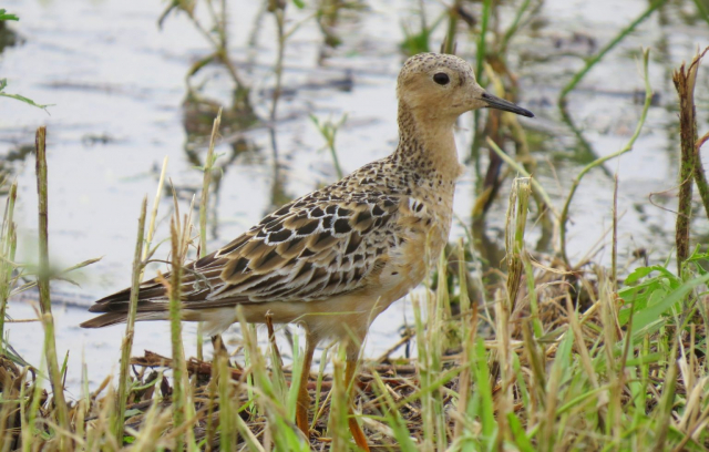 Buff-breasted Sandpiper in Clay Co 3 Aug 2013 by Joel G. Jorgensen