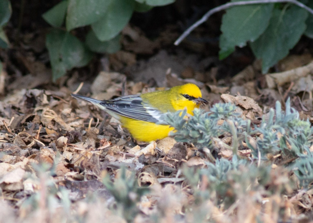 Blue-winged Warbler in Scotts Bluff Co 31 Aug 2022 by Stephen Brenner