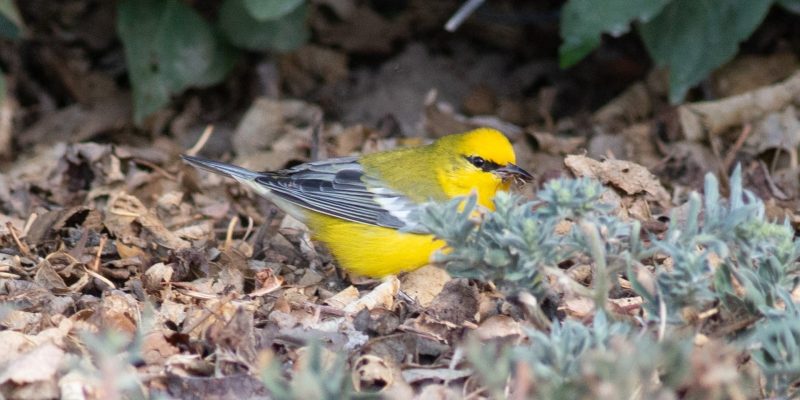 Blue-winged Warbler in Scotts Bluff Co 31 Aug 2022 by Stephen Brenner