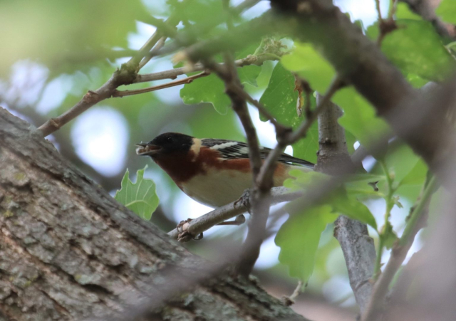 Bay-breasted Warbler in Lancaster Co 17 May 2023 by Brett Andersen