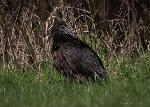 Black Vulture at Merganser Recreation Area, Lancaster Co 26 Apr 2022 by Tom White