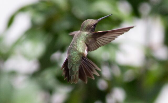 Black-chinned hummingbird in Scotts Bluff Co 17 May 2026 by Stephen Brenner