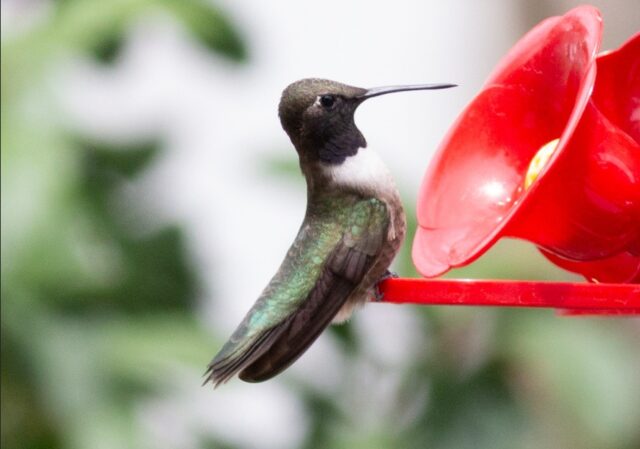 Black-chinned hummingbird in Scotts Bluff Co 17 May 2026 by Stephen Brenner