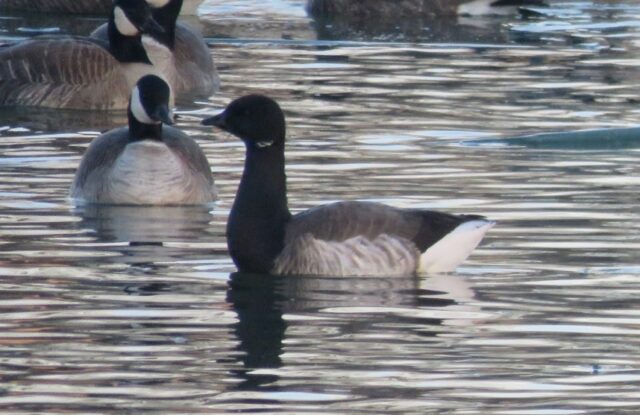 Brant in Buffalo Co 22 Dec 2024 by Mark A. Brogie
