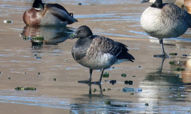 Brant in Sarpy Co 8 Dec 2024 by Phil Swanson