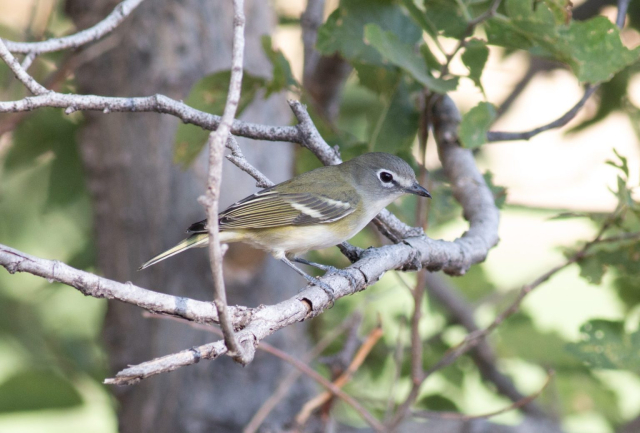 Cassin's Vireo in Scotts Bluff Co 2 Sep 2022 by Stephen Brenner