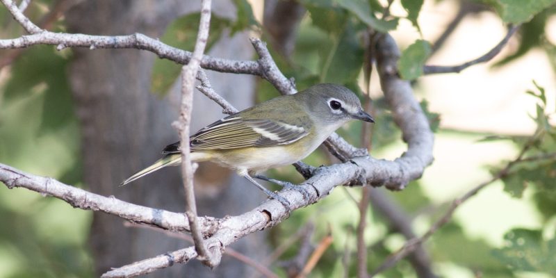 Cassin's Vireo in Scotts Bluff Co 2 Sep 2022 by Stephen Brenner