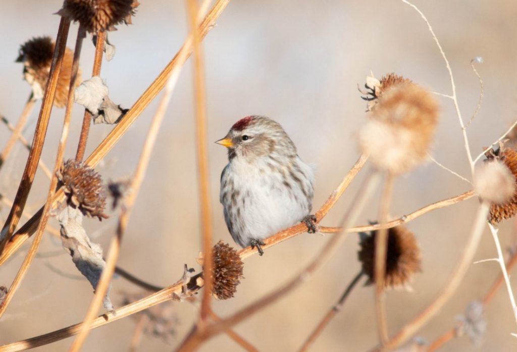 Common Redpoll in Sioux Co 18 Dec 2021 by Stephen J. Brenner