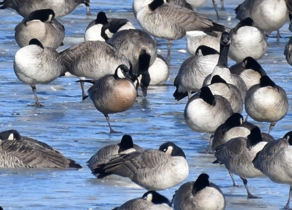 Cackling Goose (B.c. minima; dark breasted bird, left center) in Scotts Bluff Co 10 Jan 2022 by Steven Mlodinow