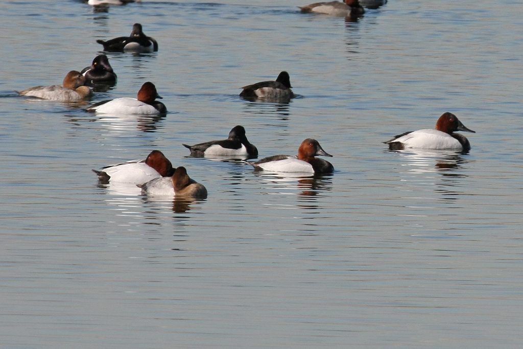 Canvasbacks (with Ring-necked Ducks) by Phil Swanson