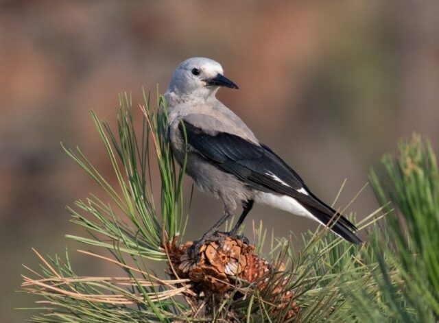 Clark Nutcracker in Scotts Bluff Co 6 Sep 2026 by Stephen Brenner