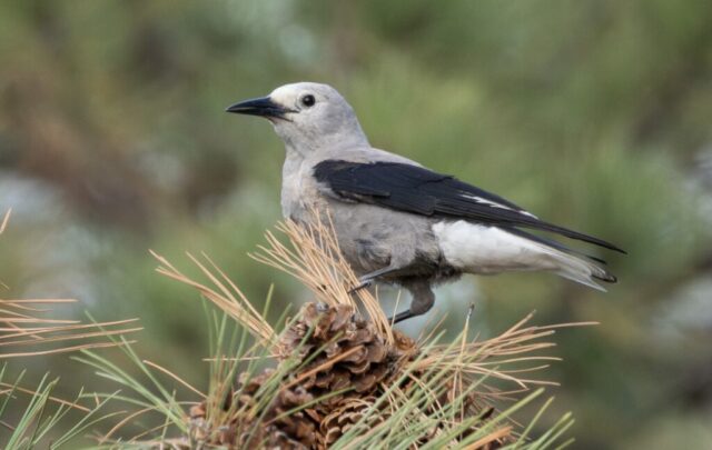 Clark Nutcracker in Scott's Bluff Co 6 Sep 2026 by Tobin Brown