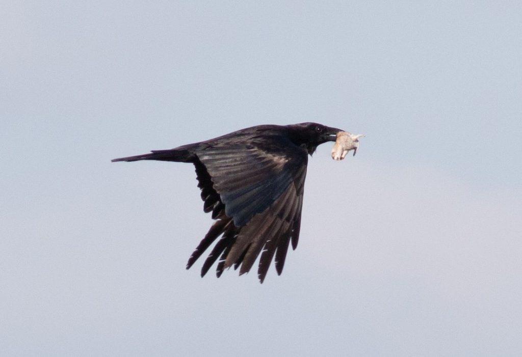 Common Raven in Sioux County 12 July 2023 by Stephen Brenner