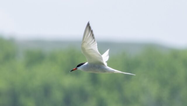 Common Tern in Dawes Co 13 Jun 2025 by Tobin Brown