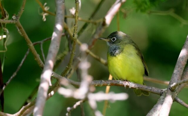 Connecticut Warbler in Lancaster Co 18 May 2025 by Michael Willison