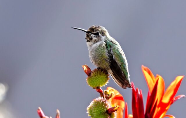 Costa's Hummingbird in Lancaster Co 30 Oct 2025 by Mary Clausen