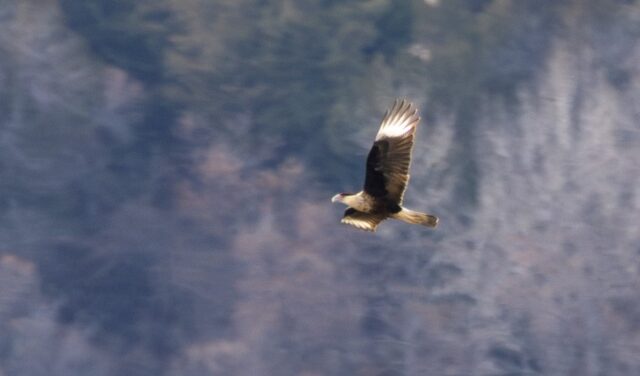 Crested Caracara in Garden Co 6 Dec 2025 by Tobin Brown Crested Caracara in Garden Co 6 Dec 2025 by Tobin Brown