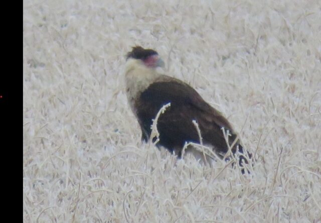 Crested Caracara in Garden Co 13 Dec 2025 by Mark A. Brogie Crested Caracara in Garden Co 13 Dec 2025 by Mark A. Brogie