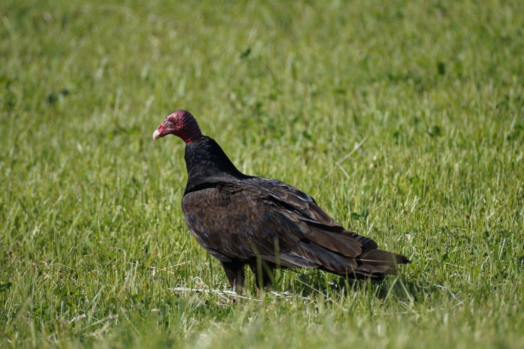 Turkey Vulture in Otoe Co 13 May 2017 by Joel G. Jorgensen
