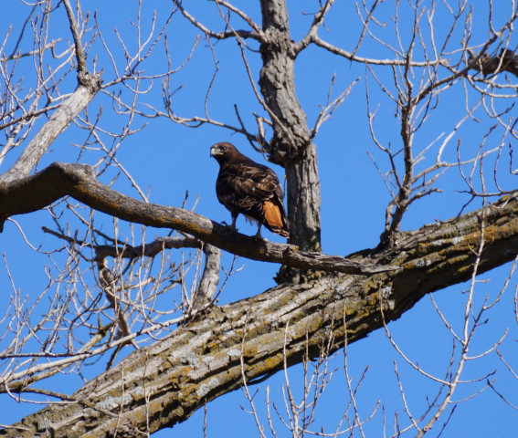 Western Red-tailed Hawk in Frontier Co 20 Feb 2016 by Joel G. Jorgensen