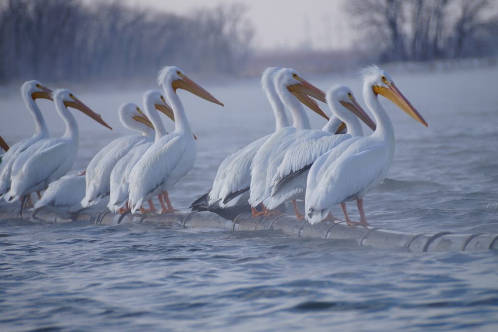 American White Pelicans at Sutherland Reservoir 10 Jan 2015 by Joel G. Jorgensen