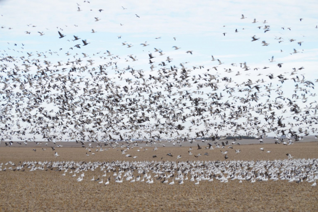 Snow and Ross's Geese in Hamilton Co 18 Mar 2015 by Joel G. Jorgensen