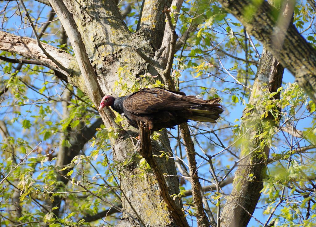 Turkey Vulture in Otoe Co 5 May 2018 by Joel G. Jorgensen