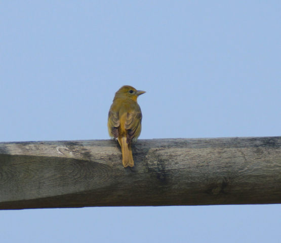 Summer Tanager in Cass Co 11 May 2018 by Joel G. Jorgensen