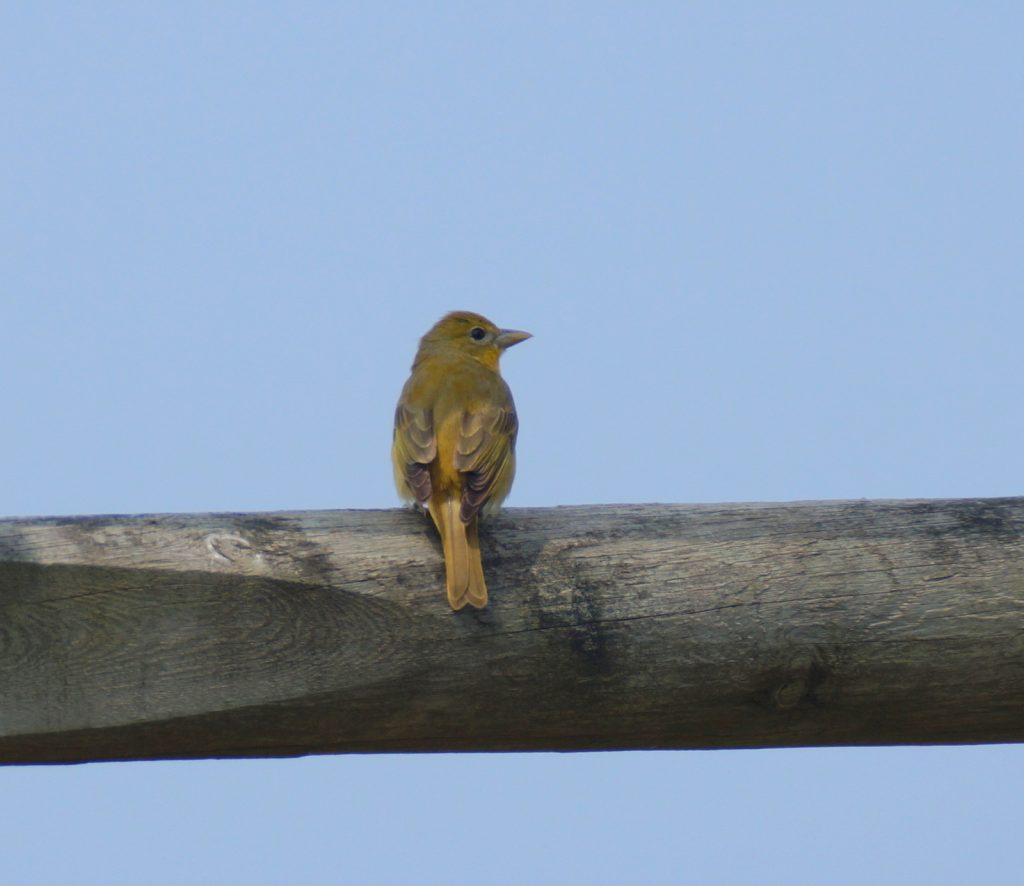 Summer Tanager in Cass Co 11 May 2018 by Joel G. Jorgensen