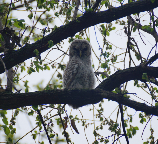 Barred Owl fledgling at Oak Glen WMA, Seward Co 12 May 2018 by Joel G. Jorgensen