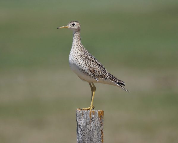 Upland Sandpiper in Nebraska 6 May 2024 by Joel G. Jorgensen