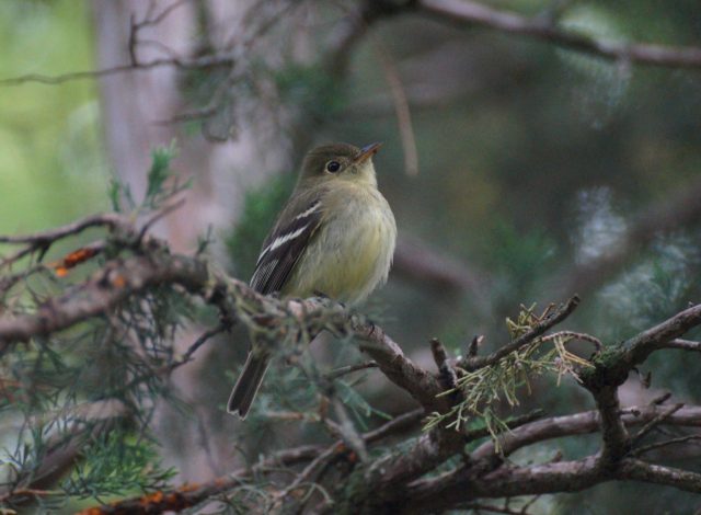Yellow-bellied Flycatcher in Lancaster County 20 May 2025 by Joel G. Jorgensen