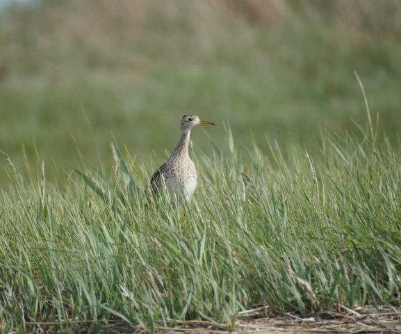 Upland Sandpiper in Grant Co 20 May 2025 by Joel G. Jorgensen