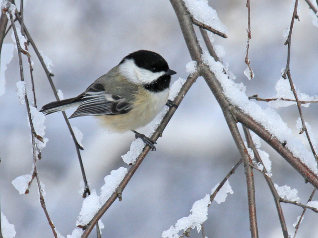 Black-capped Chickadee in Sarpy Co 20 Dec 2012 by Phil Swanson