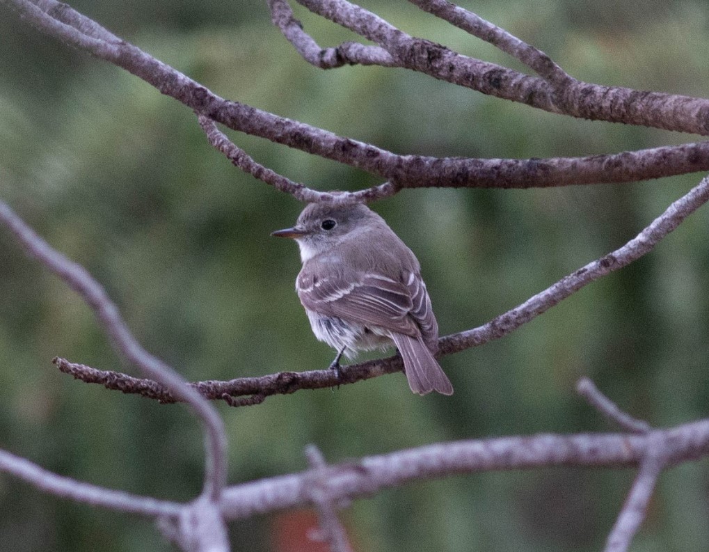 Dusky Flycatcher in Kimball Co 23 May 2022 by Stephen Brenner