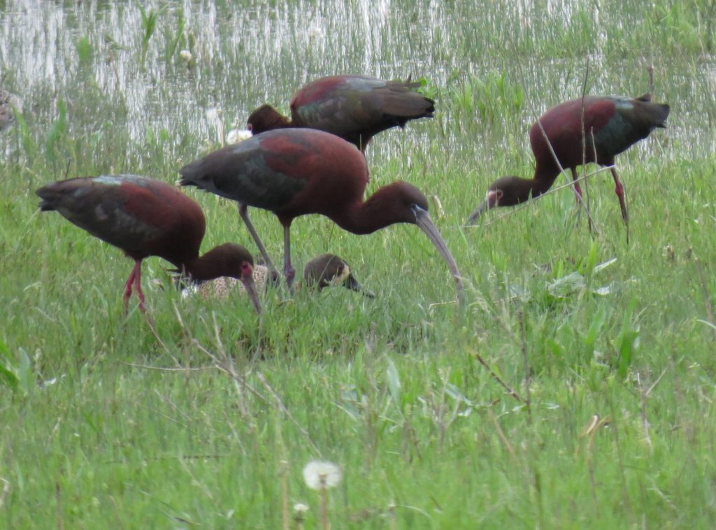 Glossy Ibis (center) with White-faced Ibis in Seward Co 8 May 2015 by Joel G. Jorgensen