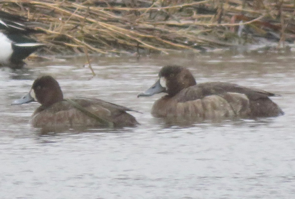 Greater Scaup (right) with Lesser Scaup (left) in Antelope Co 13 Apr 2018 by Mark A. Brogie