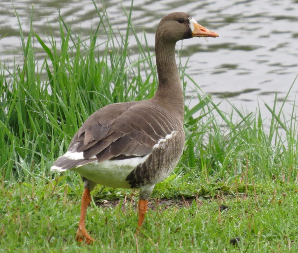 Greater White-fronted Goose at Crystal Springs Lake, Jefferson Co, 12 May 2014 by Joel G. Jorgensen