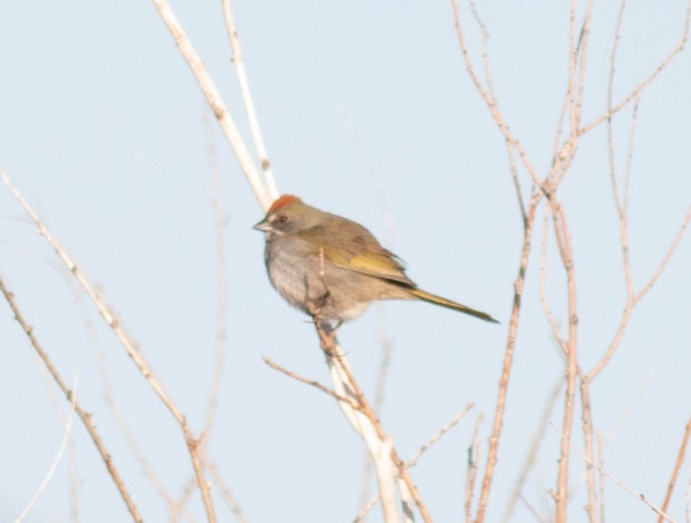 Green-tailed Towhee in Scotts Bluff Co 10 May 2022 by Stephen J. Brenner