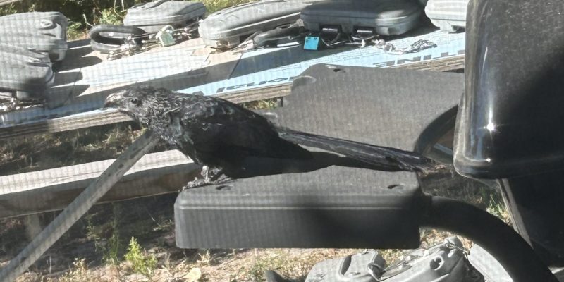 Groove-billed Ani in Cherry Co 10 Oct 2023 by Kayla Sconyers