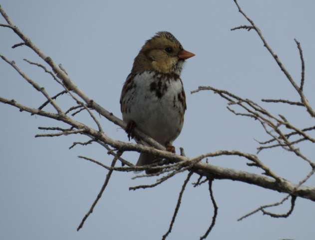 Harris's Sparrow in Seward Co 15 Dec 2013 by Joel G. Jorgensen