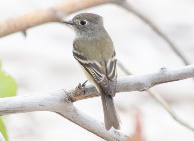 Hammond's Flycatcher in Kimball Co 30 Aug 2026 by Stephen Brenner Hammond's Flycatcher in Kimball Co 30 Aug 2026 by Stephen Brenner