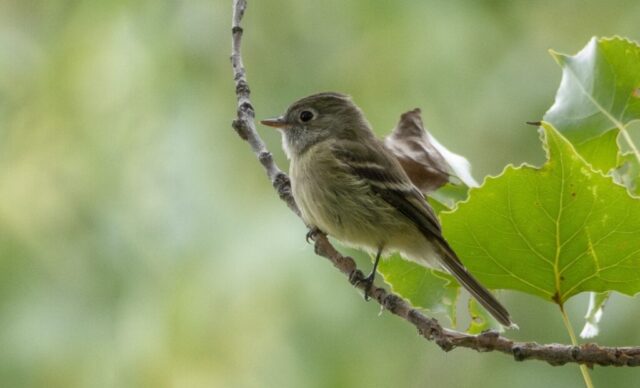 Hammond's Flycatcher in Kimball Co 5 Sep 2025 by Tobin Brown Hammond's Flycatcher in Kimball Co 5 Sep 2025 by Tobin Brown