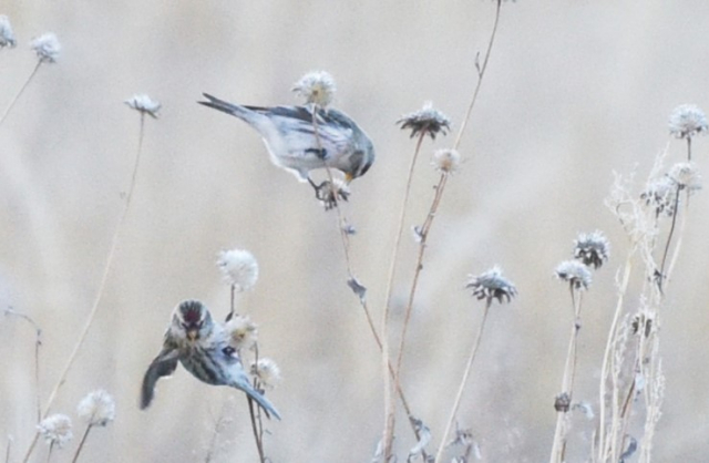 Hoary Redpoll (top) with common Redpoll in Sioux County by 3 Dec 2021 by Steven Mlodinow