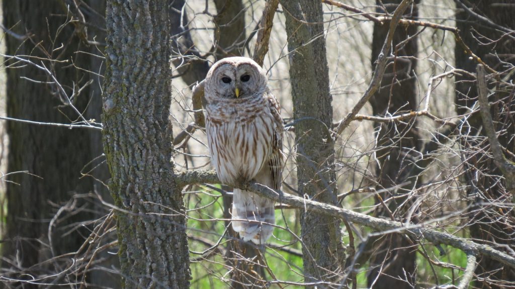 Barred Owl in Otoe Co 24 Apr 2014 by Joel G. Jorgensen